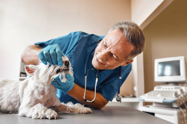 Best Emergency Treatment for Oral Infections in Montour Falls, NY